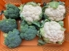 溢れる陽光：採れたて野菜「6月7日（日）日曜朝市のおすすめは新潟・田中農園のカリフラワー＆ブロッコリー」