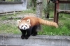 レッサーパンダ「ななこ」「【癒しのひと時】レッサーパンダお誕生日2026&ななこ成長記」