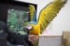 オウムインコデー「ルリコンゴウインコ」「【親子でお出かけ】オウム・インコデーイベント開催🦜　(令和8年6月13日、14日)」