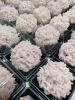 「紫陽花」