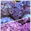 入荷情報【あじさいが入荷しました】新潟県村上市の園芸店 g+f MOMO　紫陽花の苗やアナベル、ピンクのアナベルなど