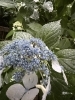 「紫陽花も、体づくりも焦らなくて大丈夫です。」