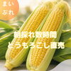 【関市近辺】朝採れとうもろこし直売！たわらファームさんをインスタでご紹介しました🌽
