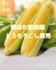 「【関市近辺】朝採れとうもろこし直売！たわらファームさんをインスタでご紹介しました🌽」