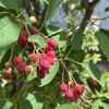 ヨーグルトを食べると便秘になる⁈