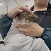 岡山猫サロン　梅干し顔！？