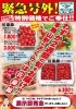高級佐藤錦、特別価格でご提供！「6/14(日)限定♪ 佐藤錦さくらんぼご予約受付中＆夏のもち吉ギフトのご案内」