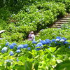 今日6月6日（土）から二十四節気9番目の「芒種」（ボウシュ）に入ります。「芒種」の期間は、次の節気「夏至」に入る前日の6月20日（土）までの期間を指します。