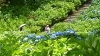 この時期の花として外せない紫陽花の風景「今日6月6日（土）から二十四節気9番目の「芒種」（ボウシュ）に入ります。「芒種」の期間は、次の節気「夏至」に入る前日の6月20日（土）までの期間を指します。」