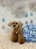 リルちゃん「わんこと梅雨☔️」