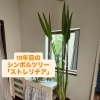 19年目のシンボルツリーがあるってすごくない？？