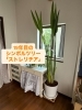 サロン入り口にスッと佇んでます「19年目のシンボルツリーがあるってすごくない？？」