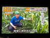台風6号の被害状況について説明させていただきました。「☆カラフル野菜の小山農園『グッド！モーニング』無事にオンエア📺☆」