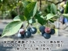 「柴田観光農園でブルーベリー摘み取り🍇シバブル［2026年7月4日（土）～8月30日（日）9時30分～12時※なくなり次第終了・水元4-25］」