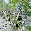 細谷観光農園でブルーベリー摘み取り🍇HOSOYA ORCHARD［2026年6月13日（土）～7月26日（日）9時30分～12時※6月は土曜のみ※7月は土日曜※なくなり次第終了・東水元4-11-46］
