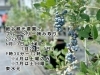 「細谷観光農園でブルーベリー摘み取り🍇HOSOYA ORCHARD［2026年6月13日（土）～7月26日（日）9時30分～12時※6月は土曜のみ※7月は土日曜※なくなり次第終了・東水元4-11-46］」