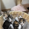 5月1日生まれの子猫たちの里親さんを募集します
