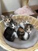 かわいさ満点！元気いっぱいの子猫たち☆「5月1日生まれの子猫たちの里親さんを募集します」