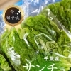 シリーズ『いま、旬です。』 vol.10　千歳産 サンチュ