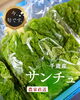 「シリーズ『いま、旬です。』 vol.10　千歳産 サンチュ」