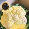 シリーズ『いま、旬です。』 vol.11　長沼町産 オレンジカリフラワー