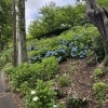 紫陽花開花のお知らせ