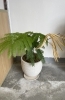 移転祝いの観葉植物「想いと見え方と白髪とコーヒーの話」