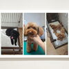 🐕トリミングの様子をちらり👀💕【長野県木曽郡木曽町で小型〜中型犬対応のドッグサロン・ペットホテルならプリールへ】