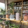 観葉植物