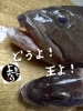 「クエ入荷致しました！」