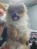 トリミングで輝く愛犬の笑顔「ポメラニアンのパピーちゃん♡はじめてのトリミングデビューU*^_^*U」