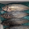 本日入荷の新鮮なお魚でおすすめランチをご用意しています