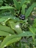 雨上がりの恵み、木漏れ日と黒猫「【茅野市 気功・整体】梅雨の「ぼーっとだるさ」と上手につき合うコツ」