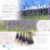 ラベンダーの香りでリラックス「ラベンダーの香りでリラックス」
