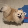 猫ちゃん＋犬ちゃん大家族もおまかせ！条件付きでワンちゃんのお世話も承ります