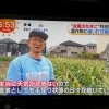 ☆カラフル野菜の小山農園『めざましどようび』無事にオンエア📺☆