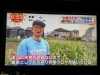 トウモロコシ無事に収穫できると良いです🌽「☆カラフル野菜の小山農園『めざましどようび』無事にオンエア📺☆」