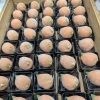初夏の上生菓子 練り切り製「びわ」のご案内