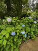 6月4日の紫陽花です♪「初夏の京都を彩る、藤森神社の「紫陽花苑」」