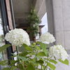店前の紫陽花が今年も咲きました