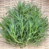 「地元産『山菜』入荷します！道の駅木曽福島」