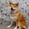 ふわふわ柴ちゃんカット【どっぐさろんあきゅ　小型犬専門　トリミング　ペットサロン　京都市南区上鳥羽】