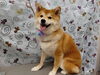 トリミングで可愛く大変身「ふわふわ柴ちゃんカット【どっぐさろんあきゅ　小型犬専門　トリミング　ペットサロン　京都市南区上鳥羽】」