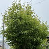 庭木の剪定でお庭を明るく整えました