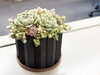障害者雇用創造センターにて3Dプリンタで作成した多肉植物の植木鉢「3Dプリンタで多肉植物・観葉植物の鉢を作成しました！🌵🪴✨」