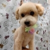 定番スタイル【どっぐさろんあきゅ　小型犬専門　トリミング　ペットサロン　京都市南区上鳥羽】