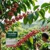 New Beans COLOMBIA Los Nogales