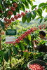 「New Beans COLOMBIA Los Nogales」