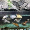 ひげがあるのはどっち？コイとフナの違い🐟【かすみがうら市水族館】