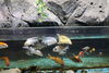 鮮やかなコイの仲間たち。「ひげがあるのはどっち？コイとフナの違い🐟【かすみがうら市水族館】」